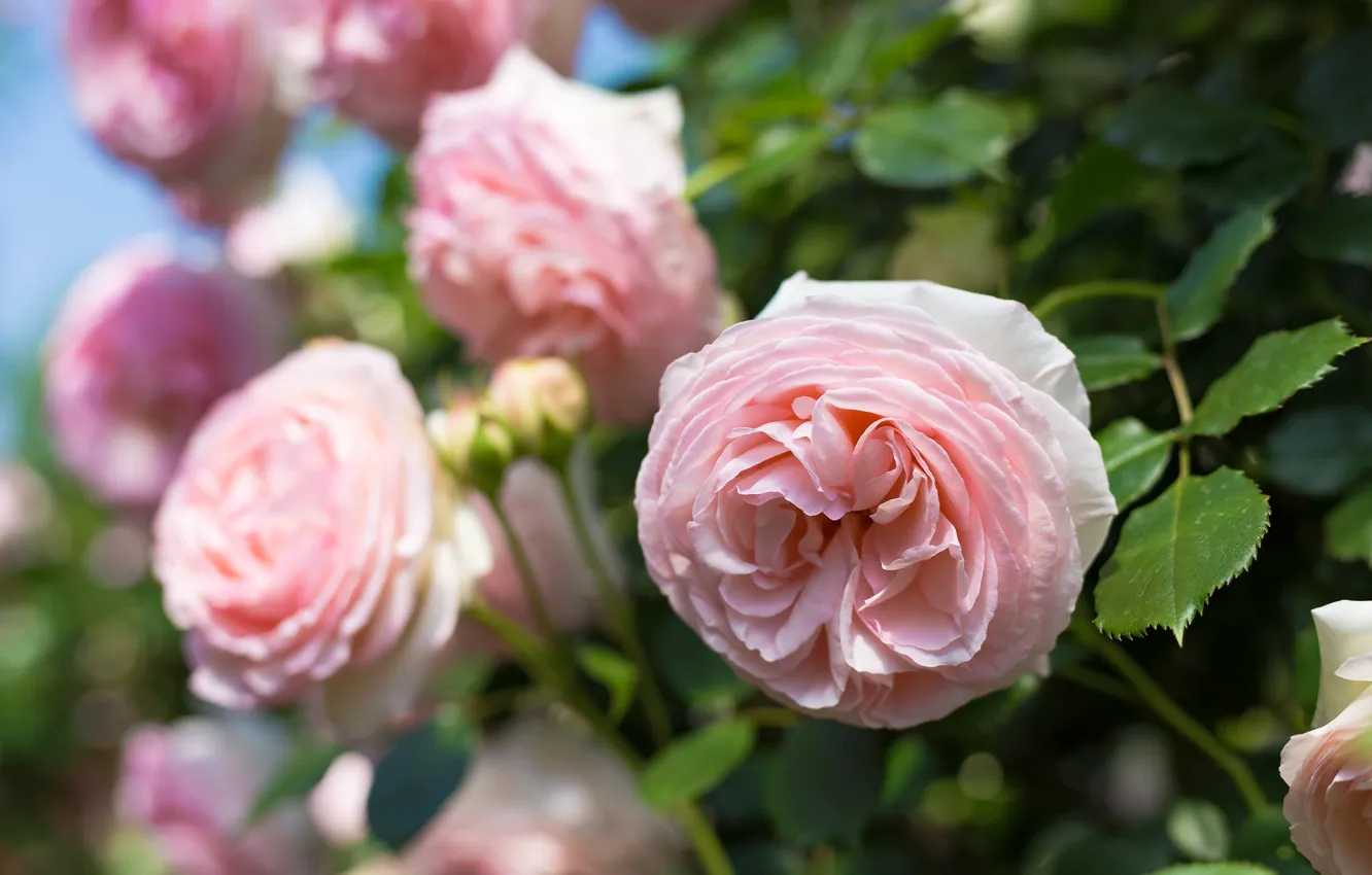 Photo wallpaper leaves, macro, flowers, roses, garden, pink, bokeh, rose Bush