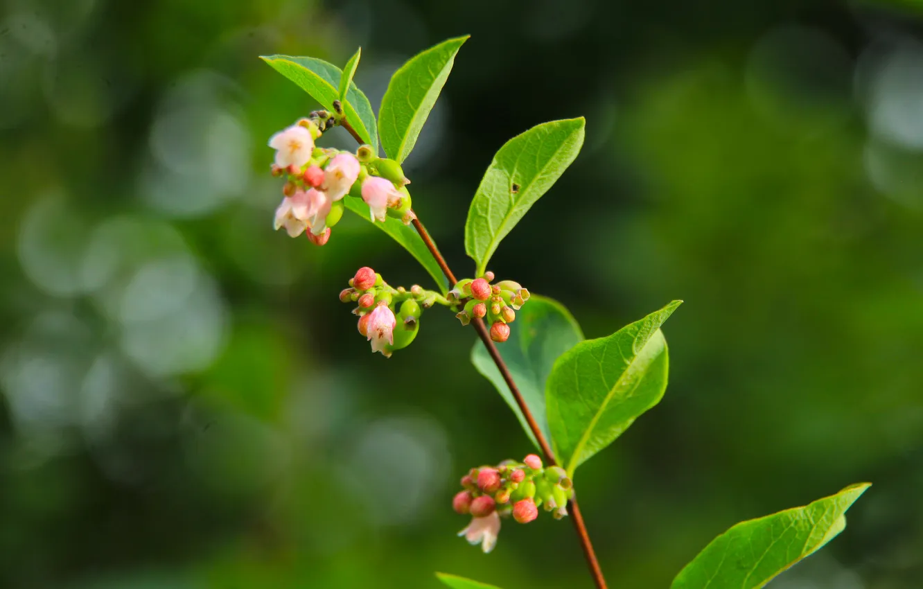 Photo wallpaper flower, plant, twig