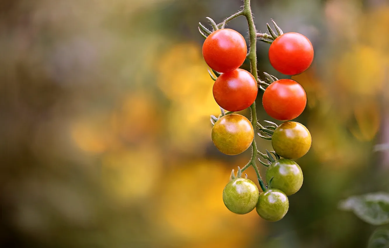 Photo wallpaper branch, bokeh, cherry, tomatoes