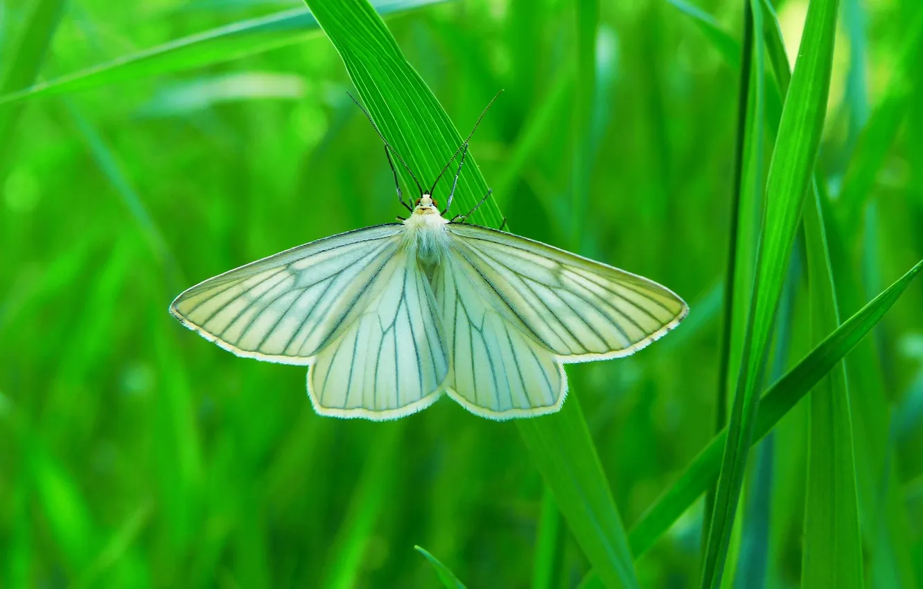 Photo wallpaper white, microsemi, green grass, butterfly, wings, insect, beautiful, closeup