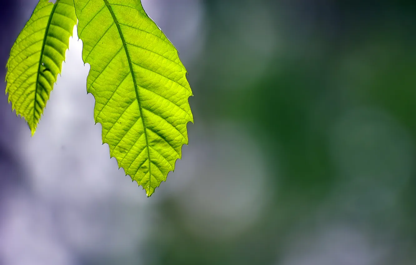 Photo wallpaper macro, glare, background, foliage