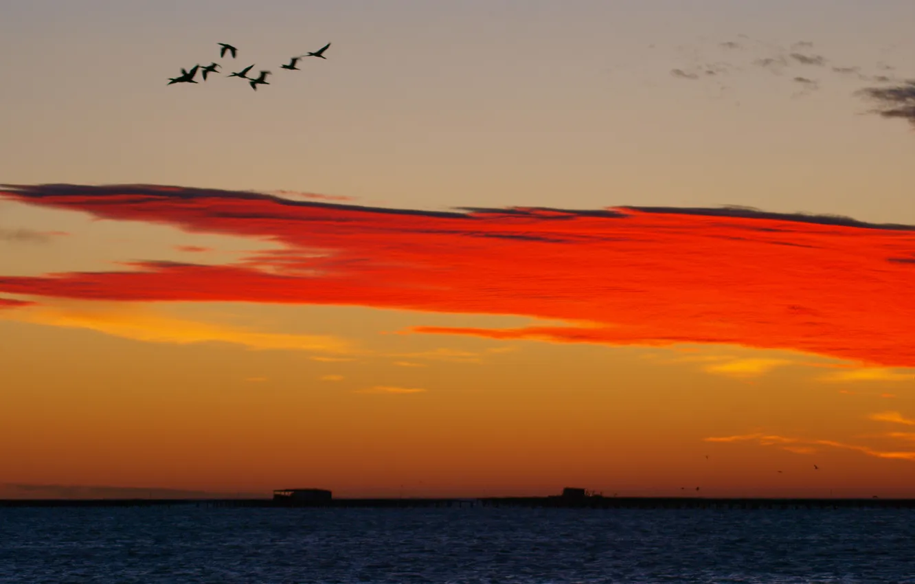 Photo wallpaper sea, the sky, clouds, sunset, bird