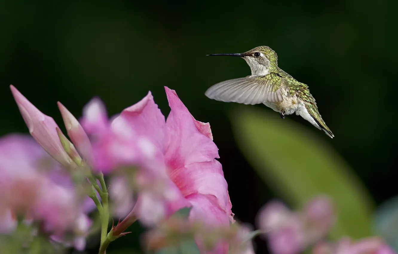 Photo wallpaper greens, flowers, bird, focus, Hummingbird
