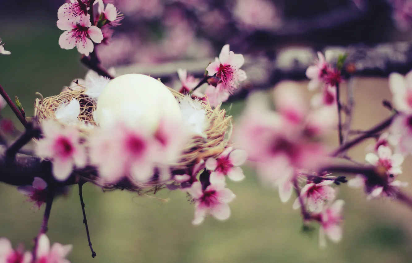 Photo wallpaper macro, trees, flowers, branches, eggs, spring, socket
