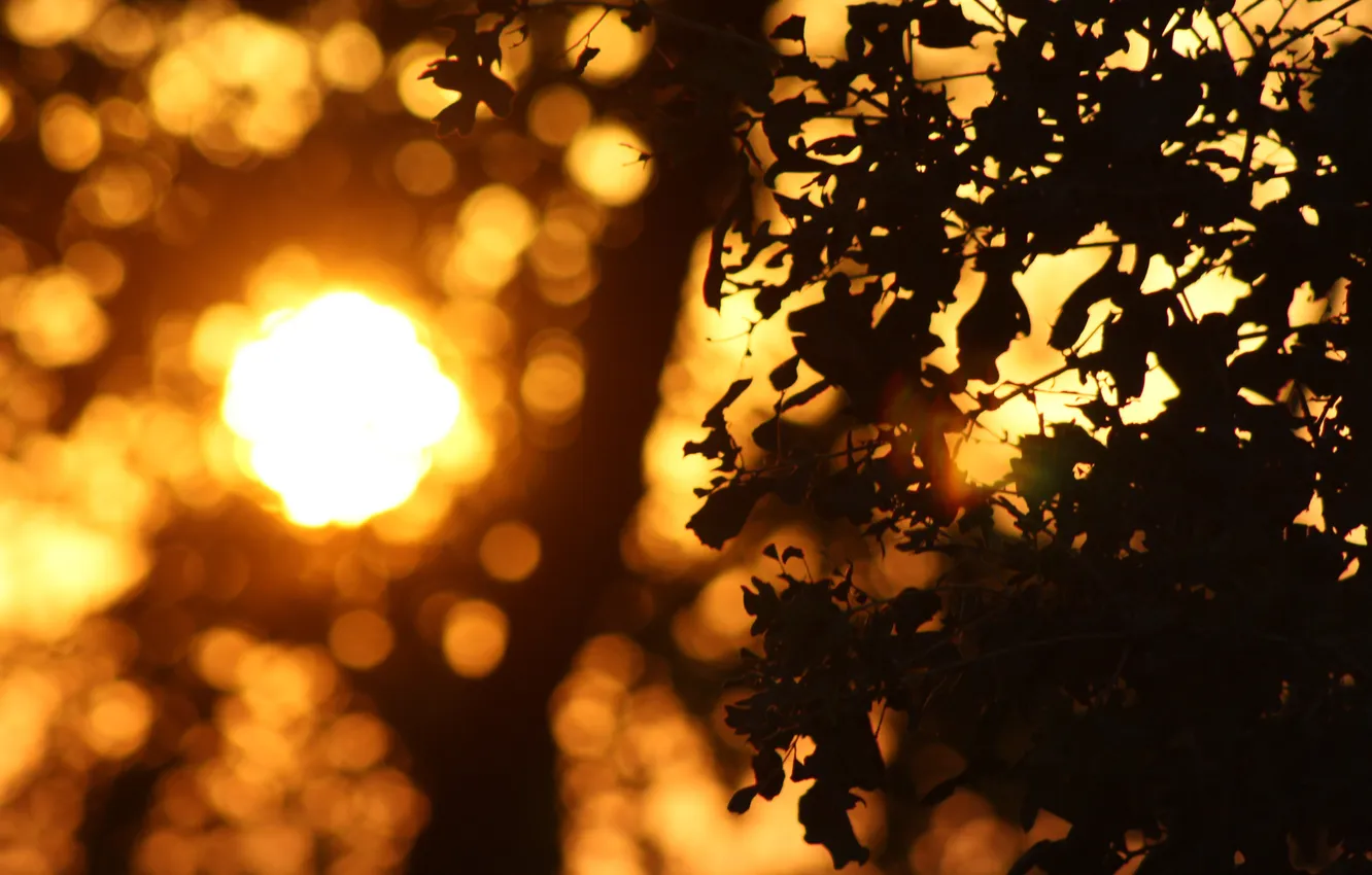Photo wallpaper leaves, the sun, rays, sunset