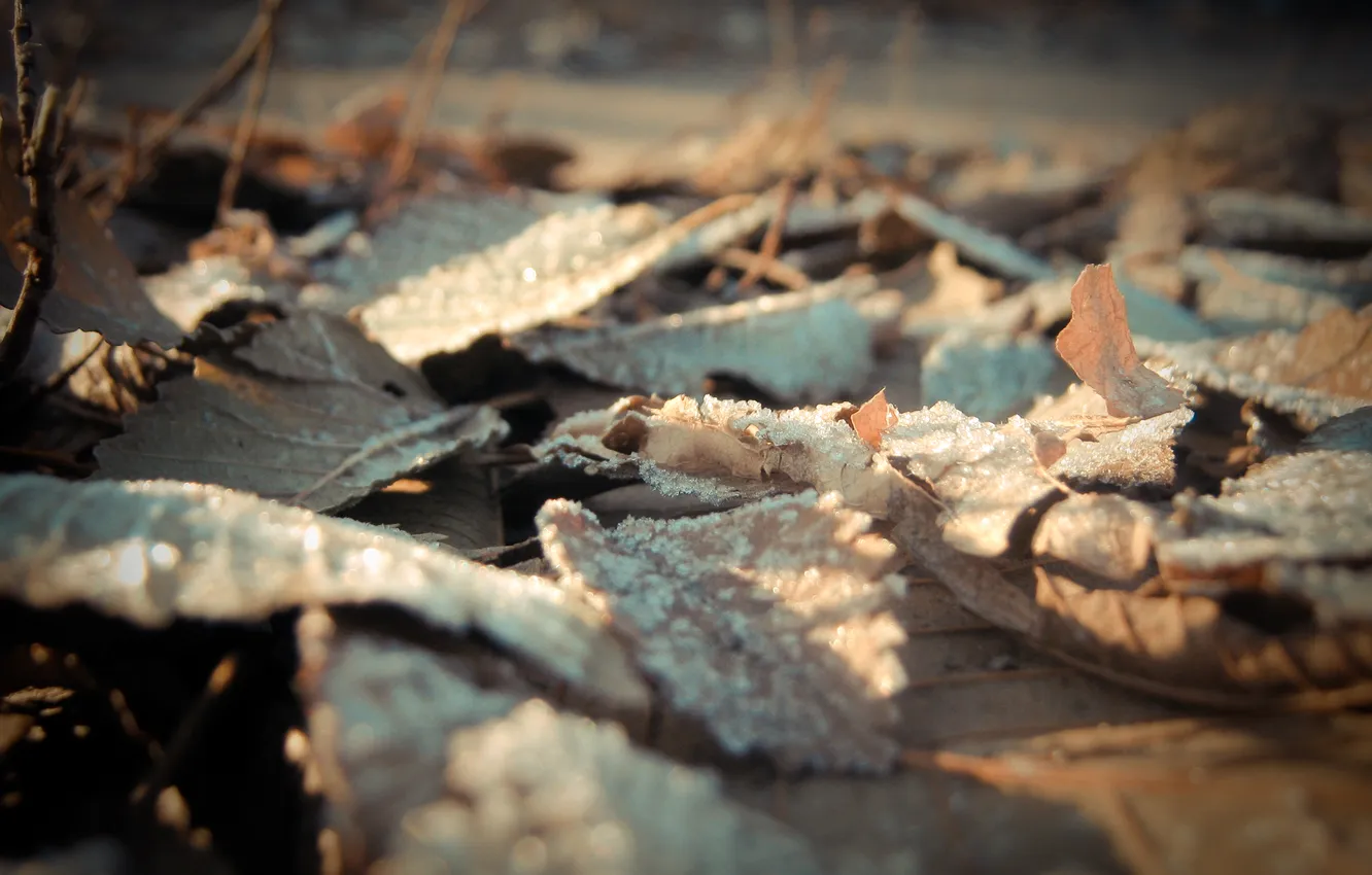 Photo wallpaper winter, frost, leaves, morning, vanilla