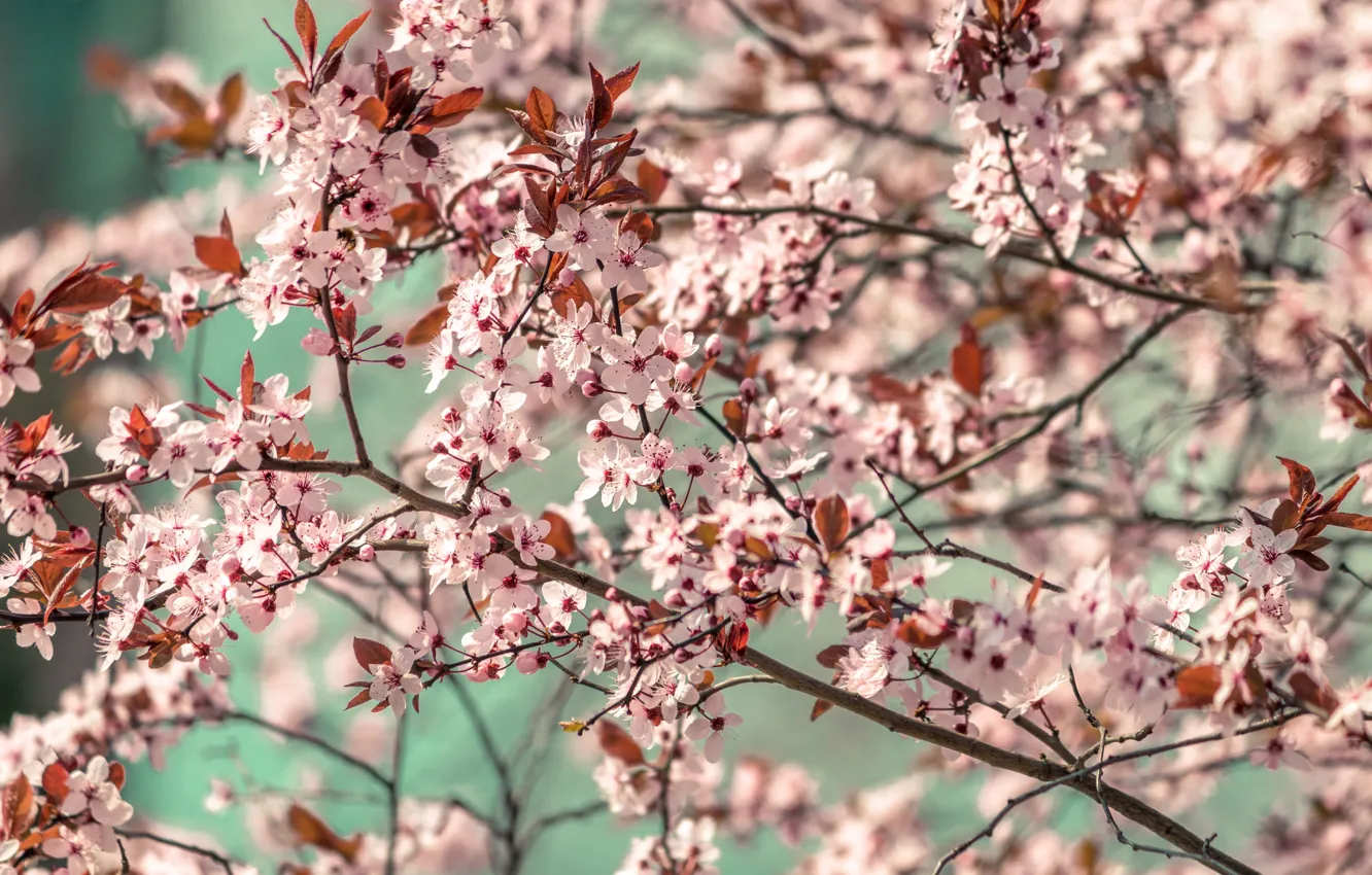 Photo wallpaper Color, Spring, Plant, Branch, Branches, Plants, Flower, Flowers