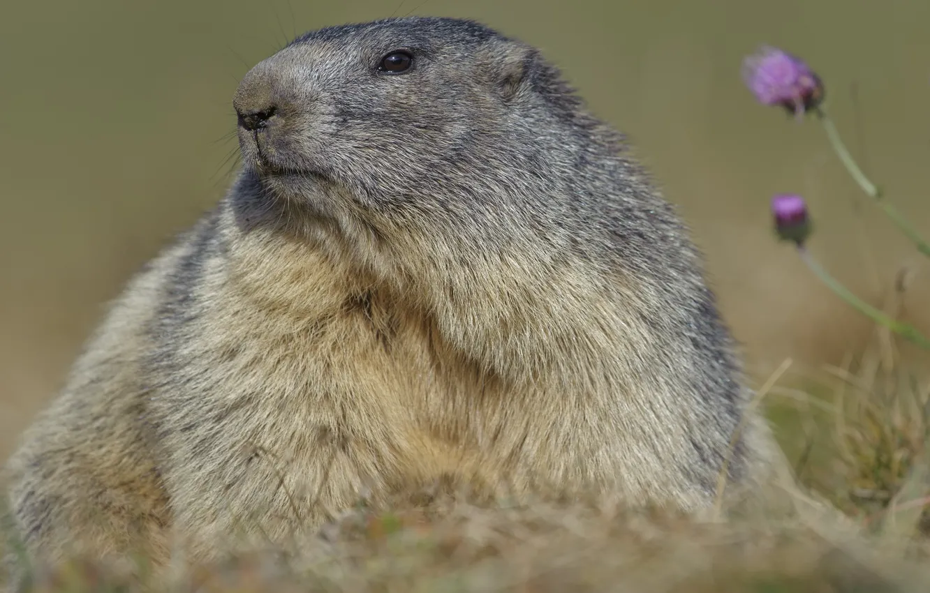 Photo wallpaper look, nature, animal, rodent, DUELL ©
