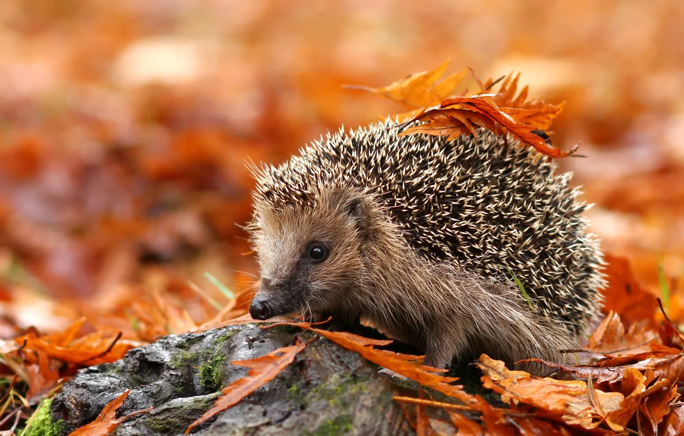 Photo wallpaper autumn, leaves, needles, background, foliage, stone, yellow, muzzle