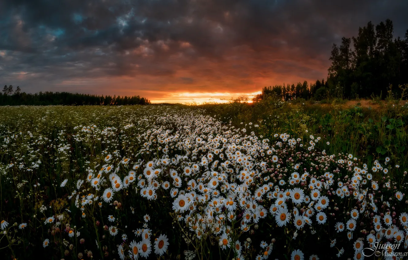 Photo wallpaper field, the sky, sunset, flowers, chamomile, Juuso Oikarinen