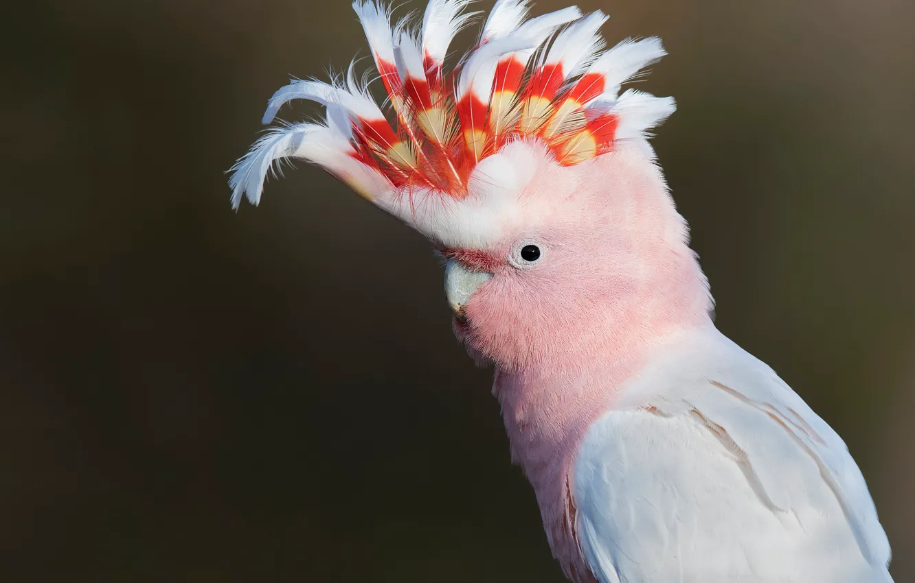 Photo wallpaper background, bird, feathers, parrot, crest, Inca cockatoo