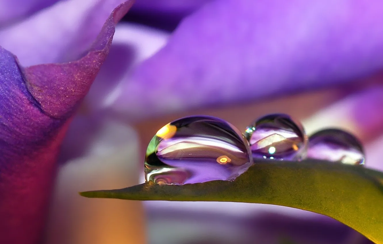 Photo wallpaper drops, flowers, nature, reflection