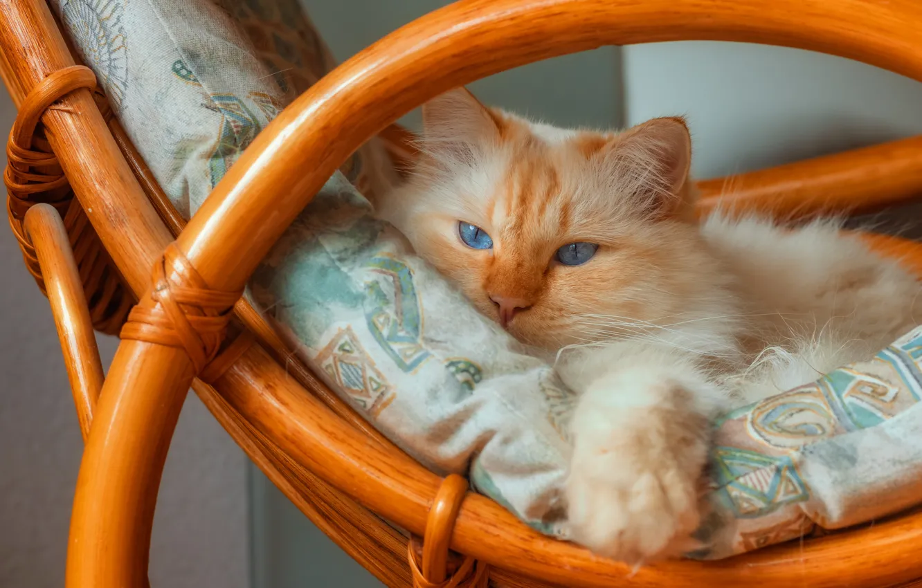 Photo wallpaper pose, look, cat, face, cat