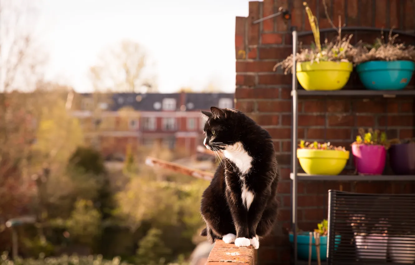 Photo wallpaper cat, look, balcony, sitting