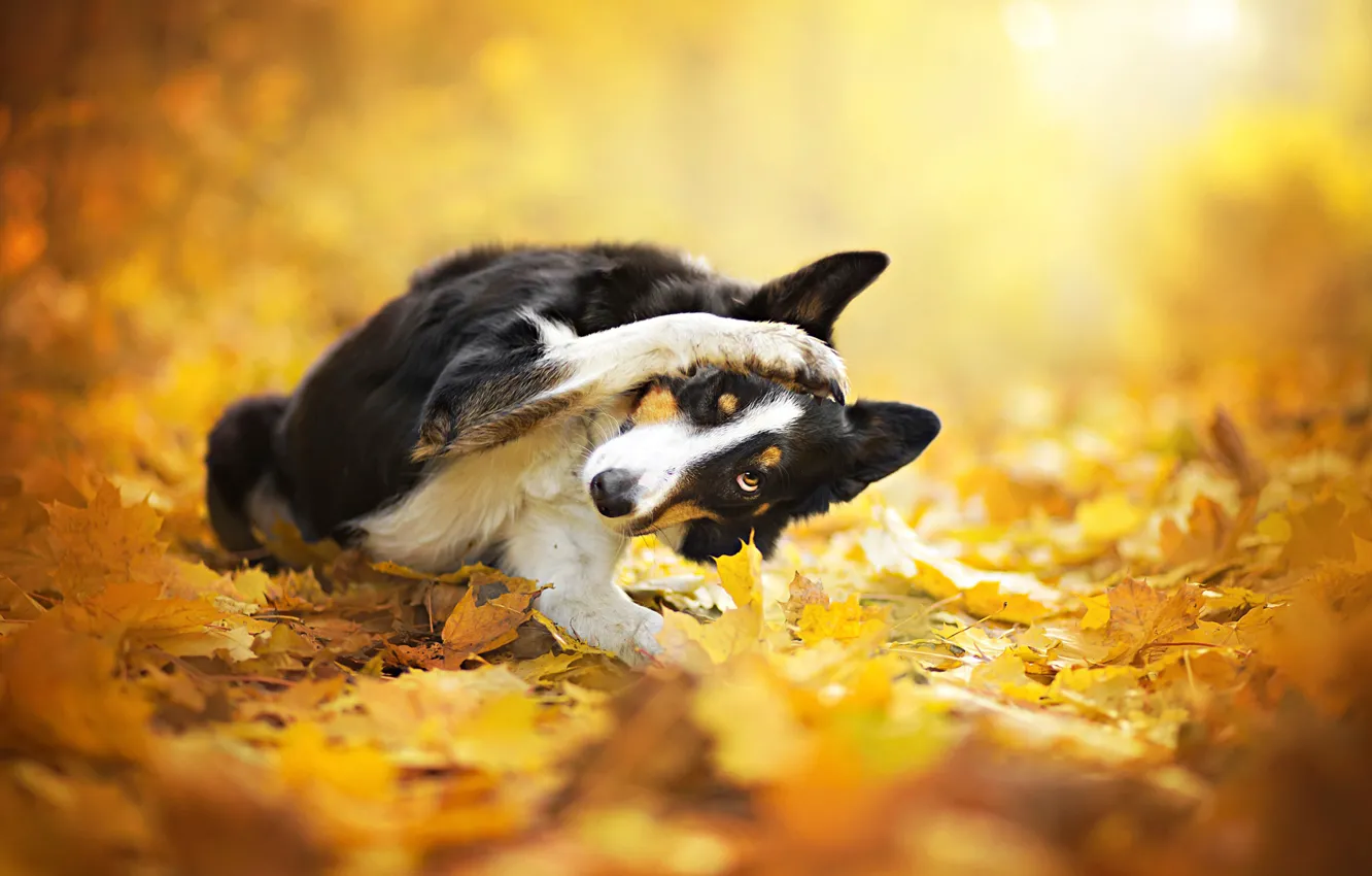 Photo wallpaper autumn, leaves, dog, bokeh