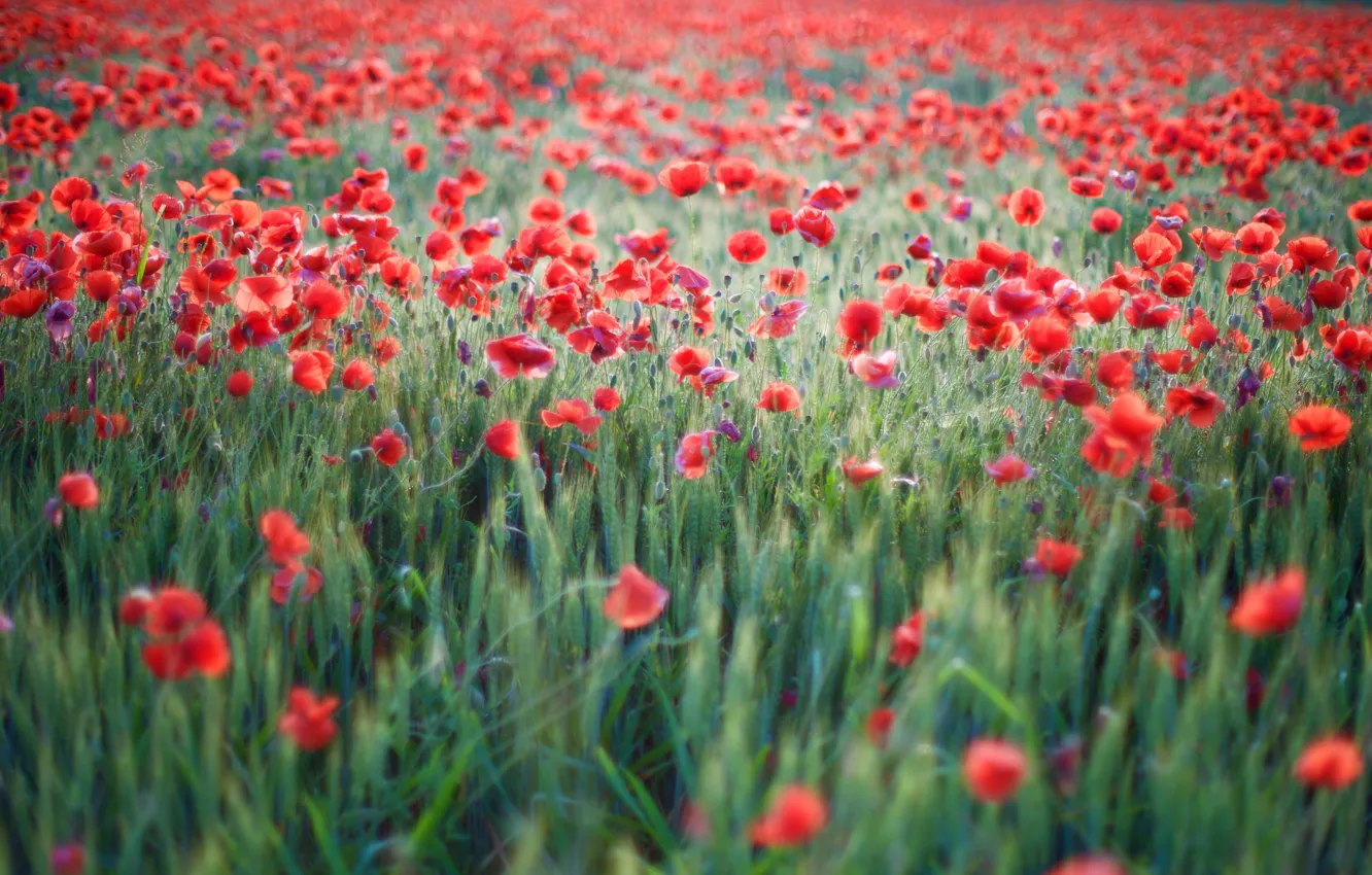 Photo wallpaper field, summer, flowers, red, glade, Maki, meadow, a lot