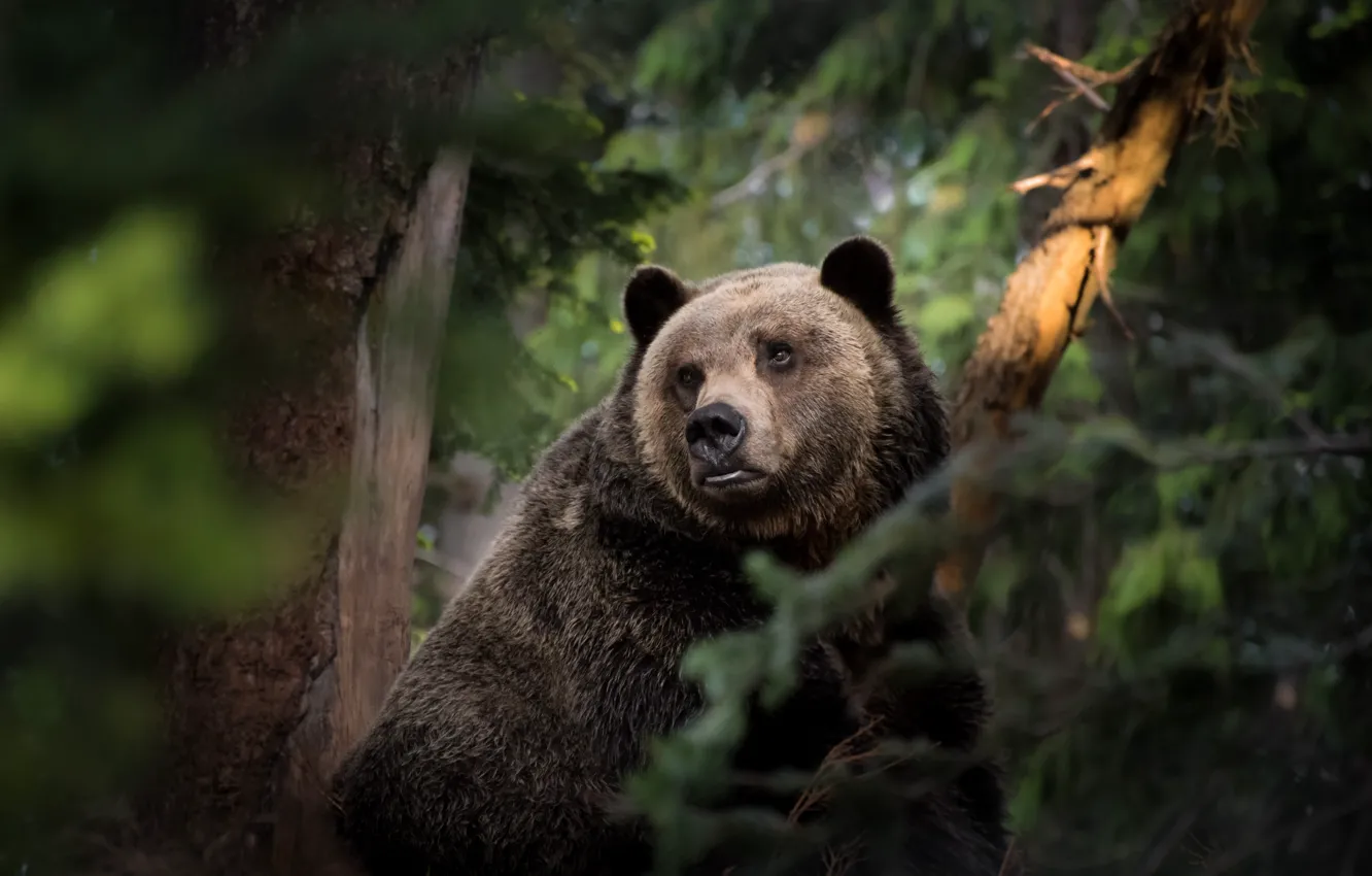 Photo wallpaper forest, bear, the Bruins