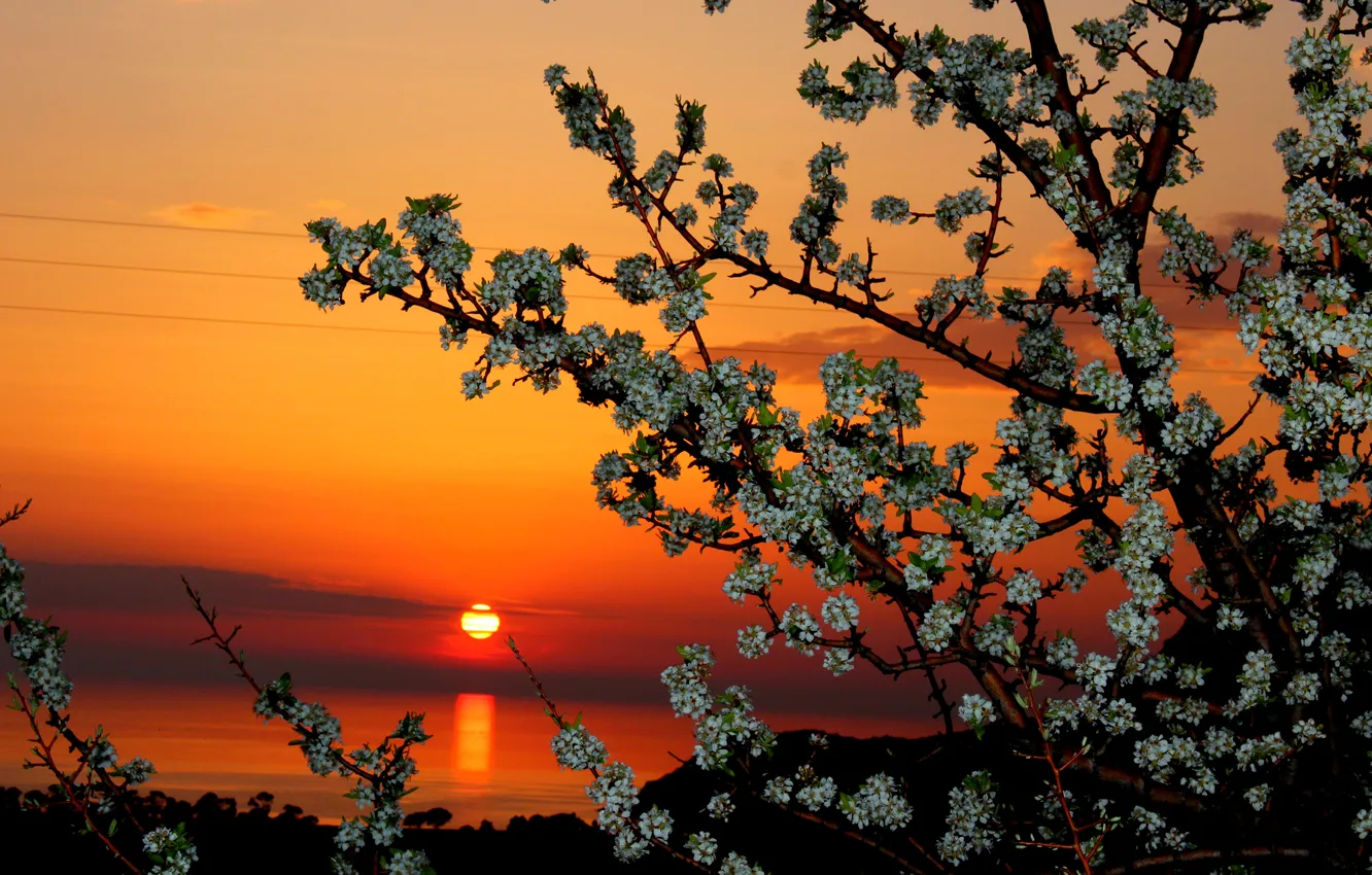 Photo wallpaper the sky, the sun, clouds, sunset, flowers, tree
