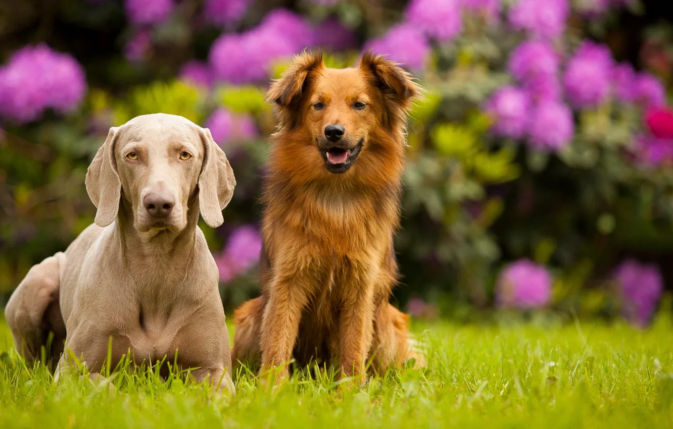 Photo wallpaper summer, flowers, background, dog, pair, flowerbed, Wallpaper from lolita777, boys