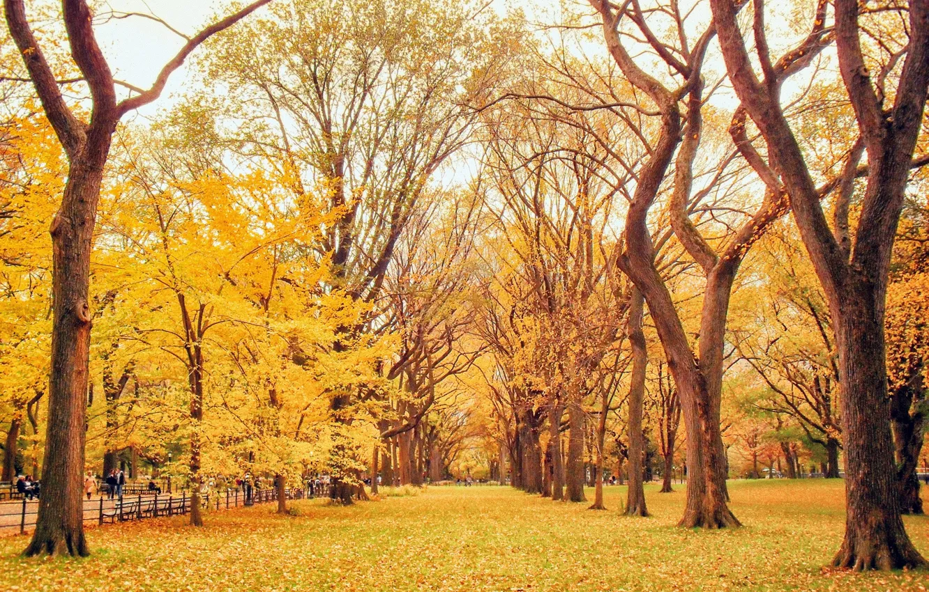 Photo wallpaper road, autumn, leaves, trees, yellow, nature, Park, alley