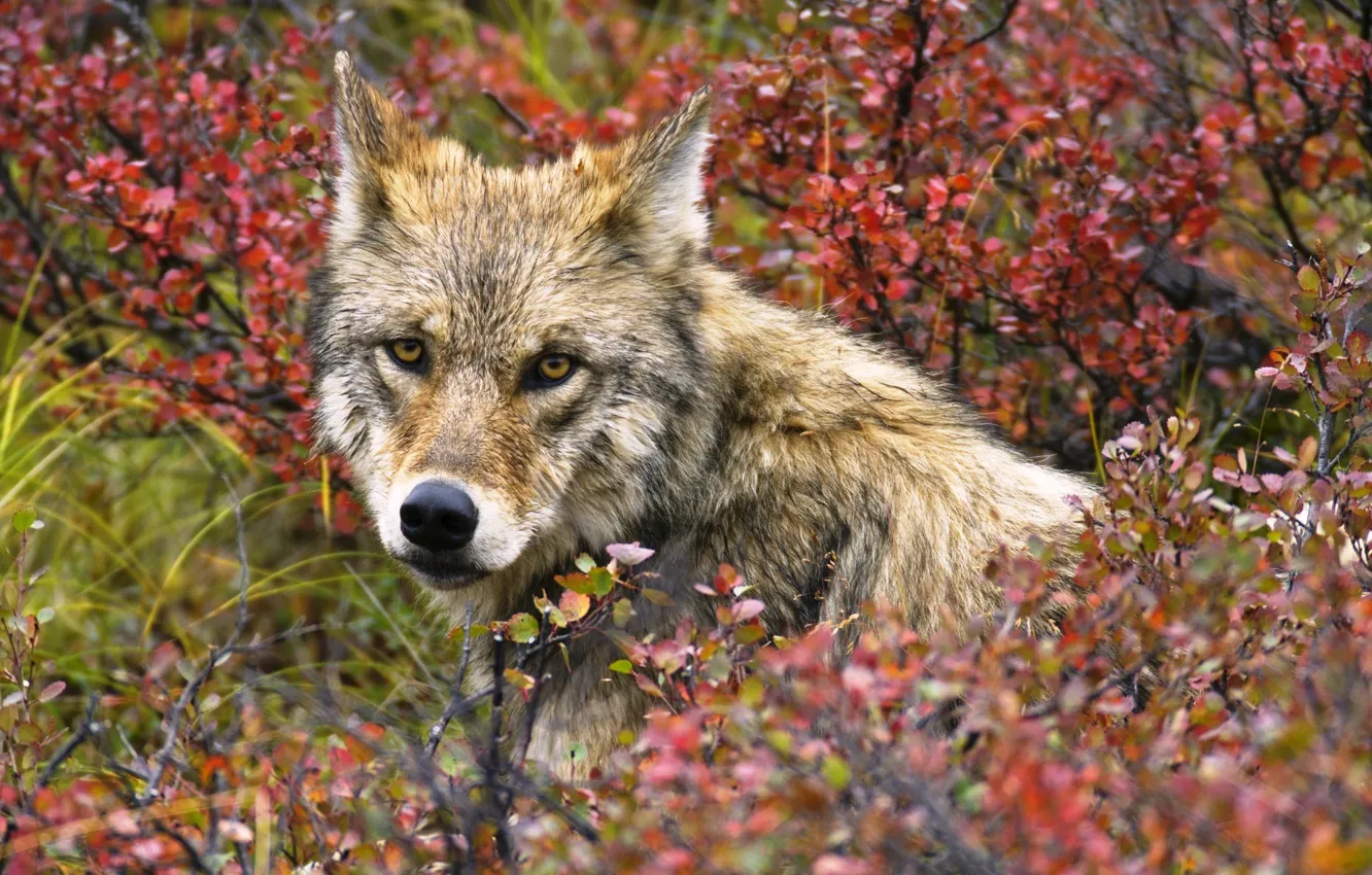 Photo wallpaper autumn, look, wolf