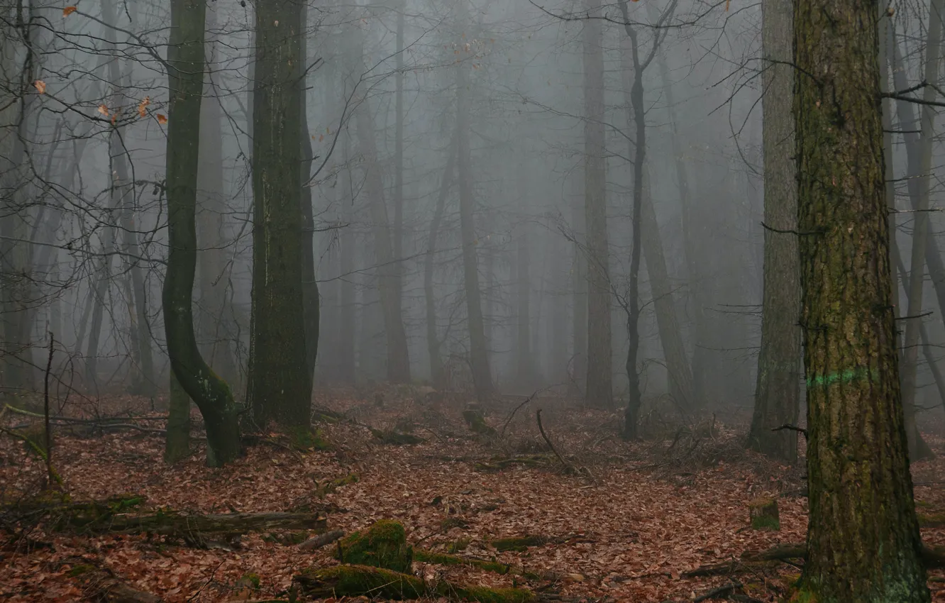 Photo wallpaper forest, trees, nature, fog, Immo Wegmann