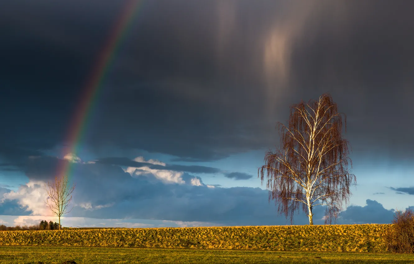 Photo wallpaper field, the sky, grass, clouds, light, trees, clouds, nature