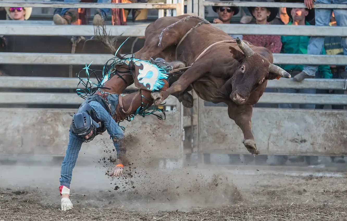 Photo wallpaper sport, bull, Rodeo