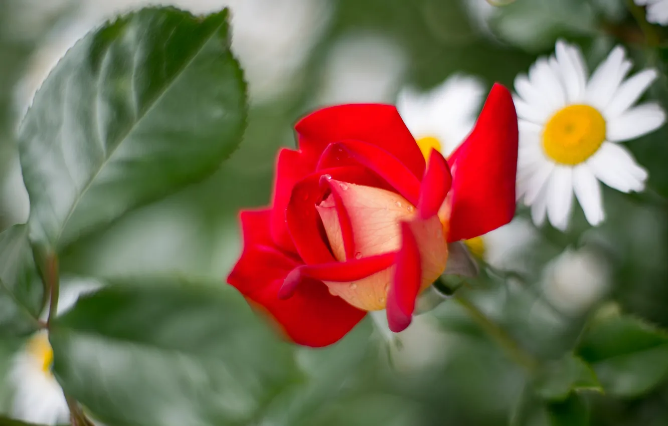 Photo wallpaper leaves, macro, roses, chamomile, blur, buds