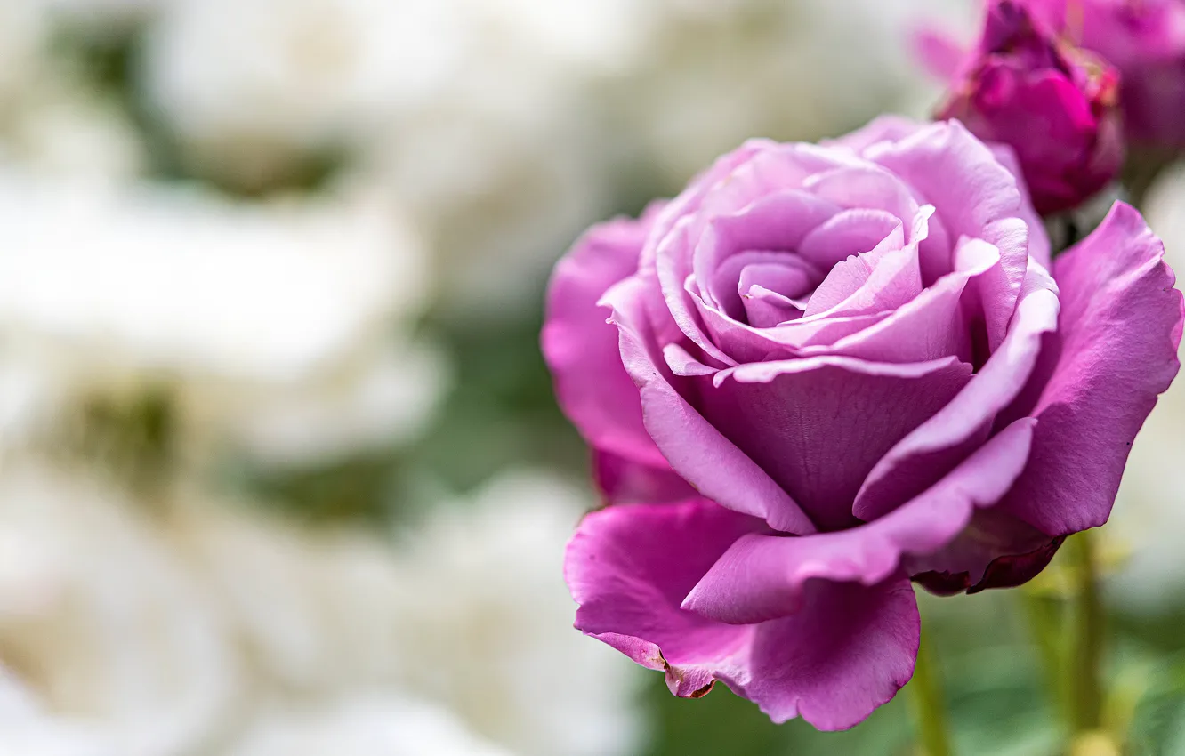 Photo wallpaper background, roses, lilac, bokeh