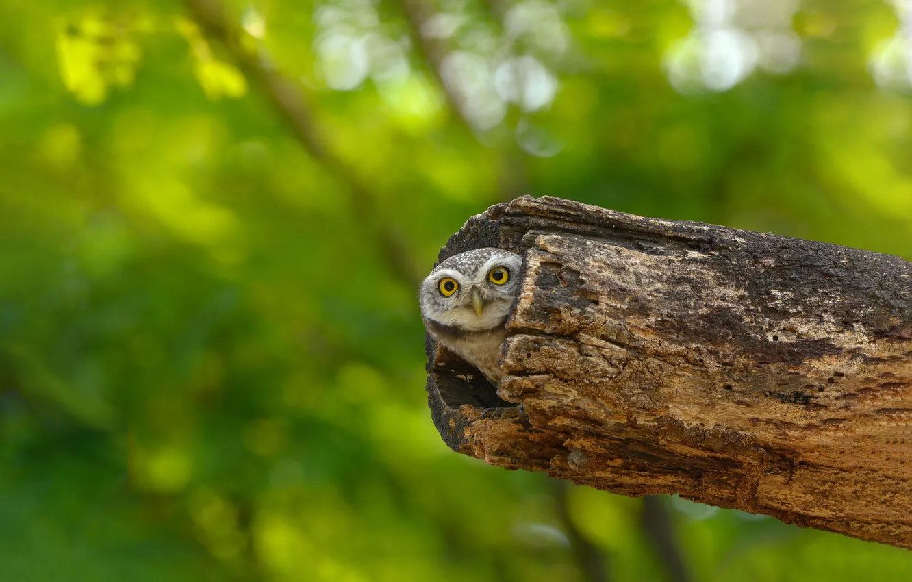 Photo wallpaper owl, green background, the hollow, the trunk of the tree