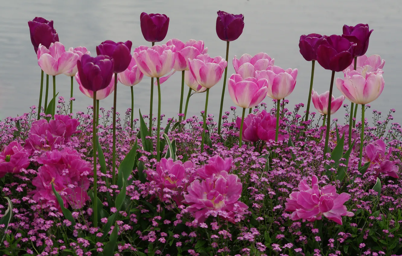 Photo wallpaper spring, garden, tulips, flowerbed