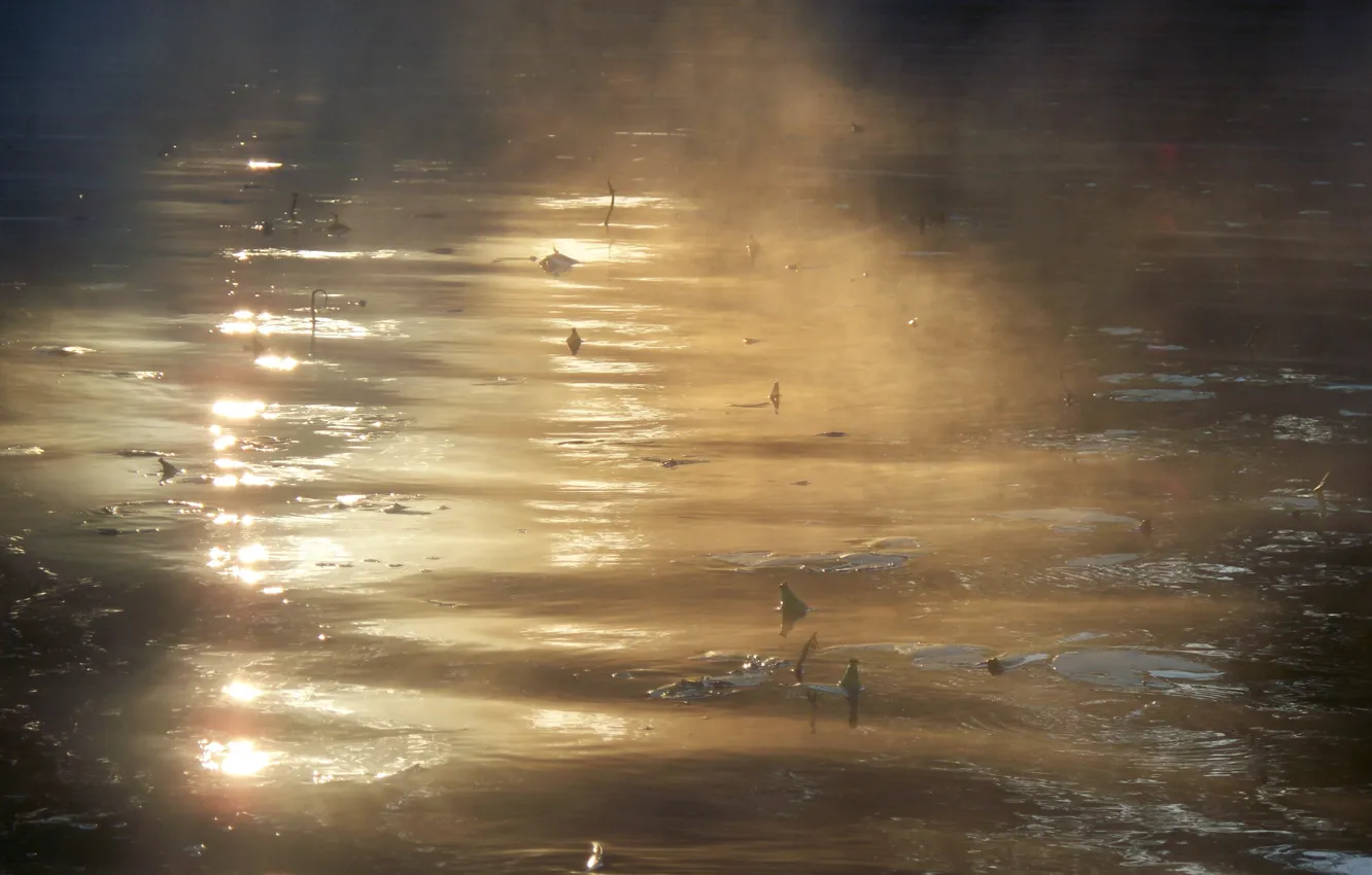 Photo wallpaper water, rays, nebula, fog, Lily, picture, morning, Lily