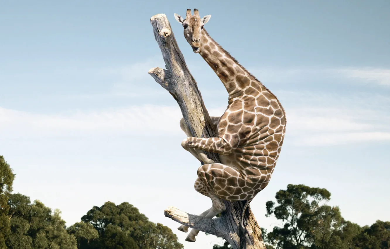 Photo wallpaper fear, giraffe, trunk