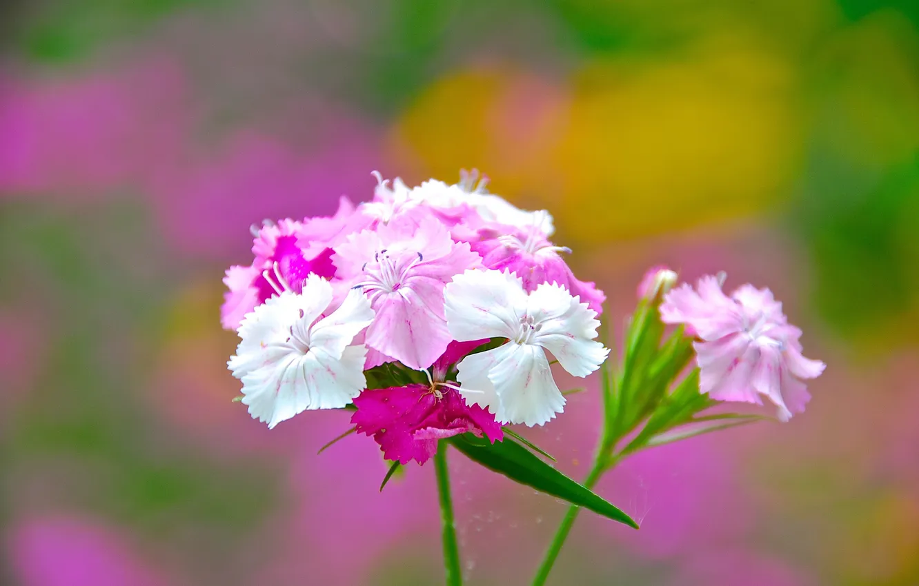 Photo wallpaper flowers, nature, petals, stem, inflorescence