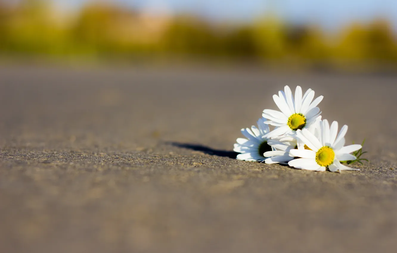 Photo wallpaper road, macro, mood, chamomile