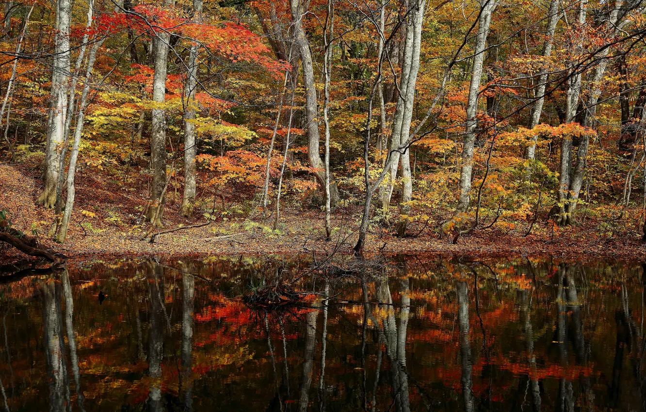 Photo wallpaper autumn, forest, trees, lake, pond