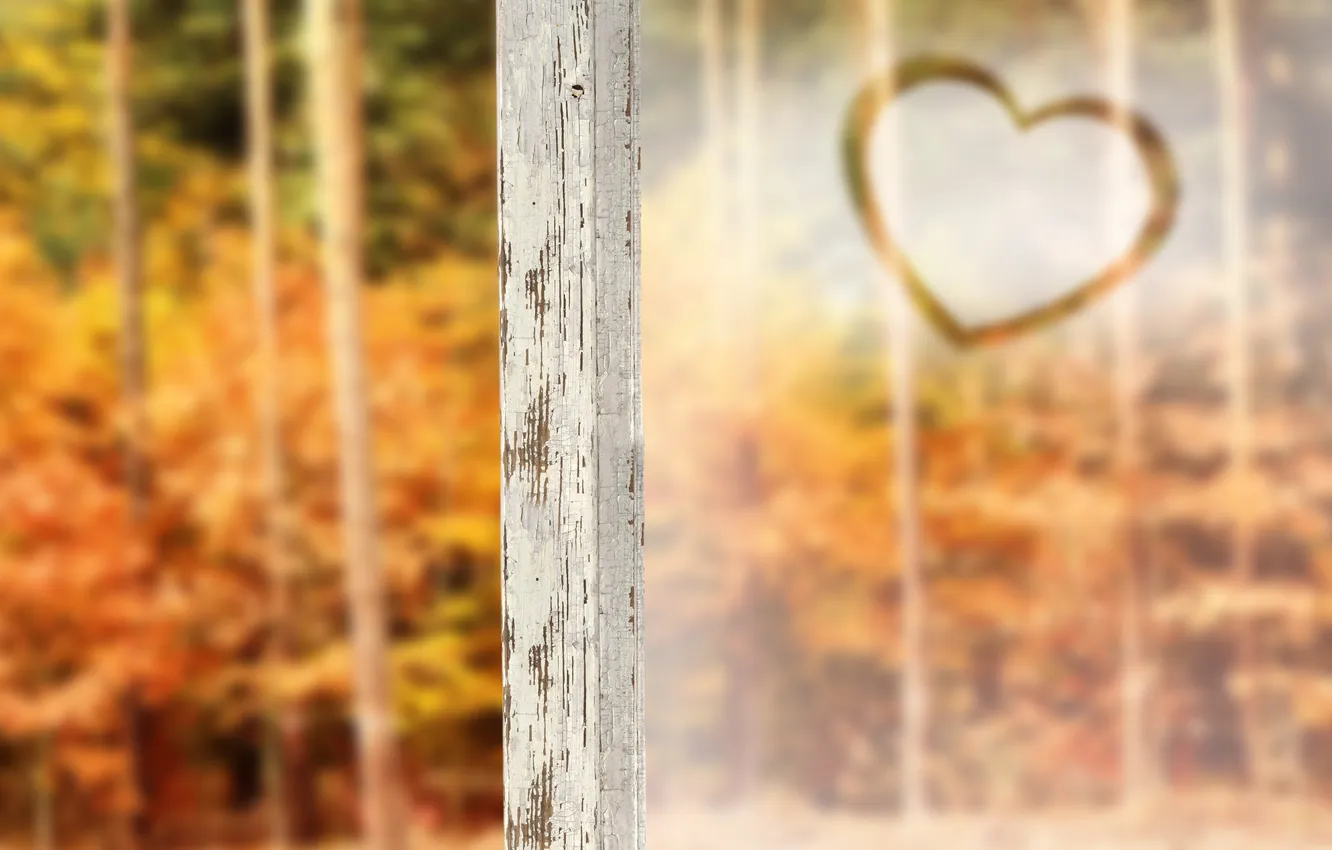 Photo wallpaper forest, frame, heart