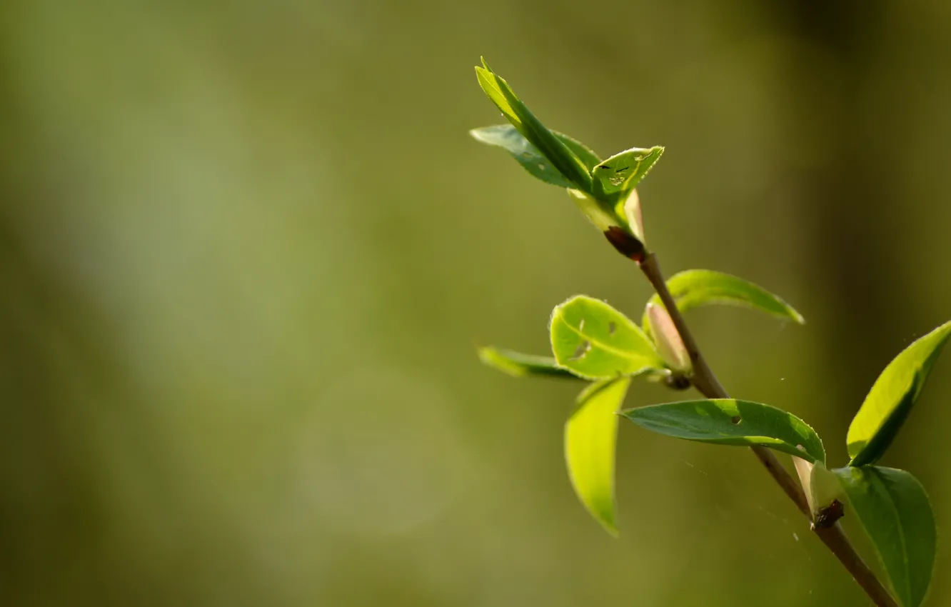 Photo wallpaper leaves, the sun, light, spring, bokeh