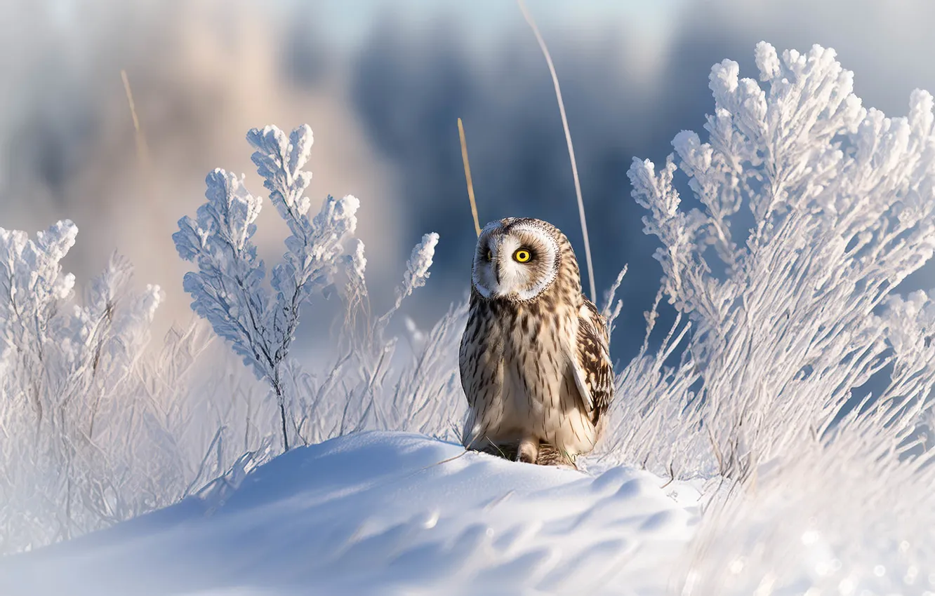 Photo wallpaper winter, snow, owl, bird, Short-eared owl