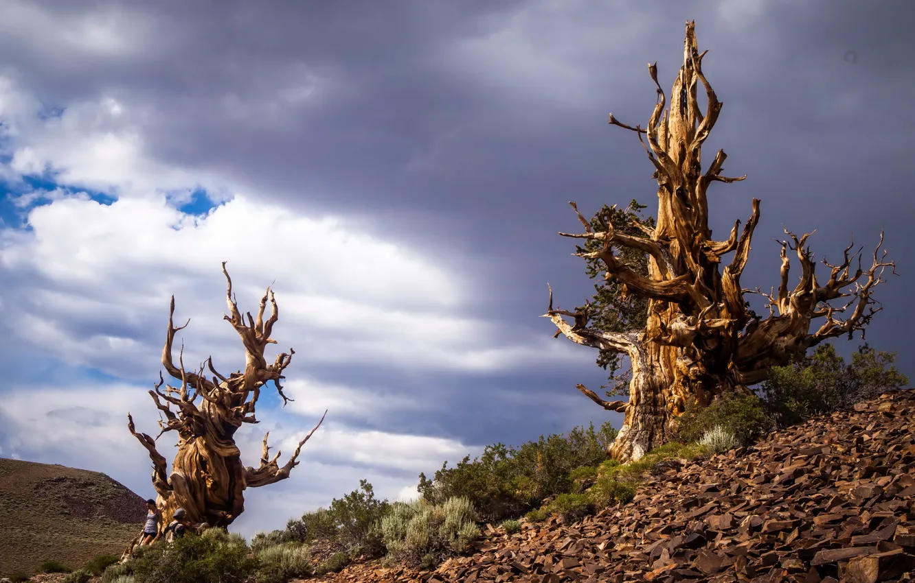 Photo wallpaper California, Bristlecone Pines in the White Mountains, Inyo County