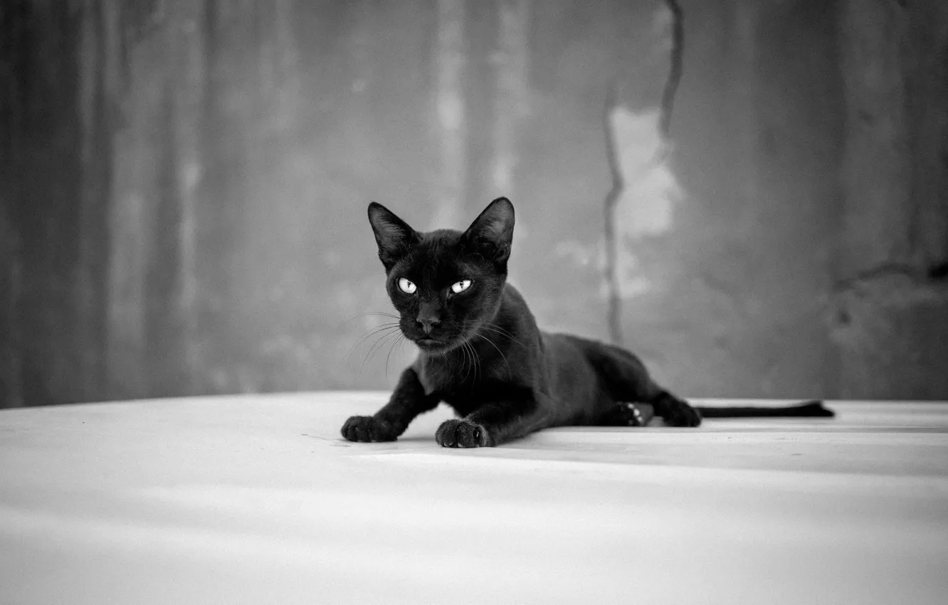 Photo wallpaper black, eyes, cat