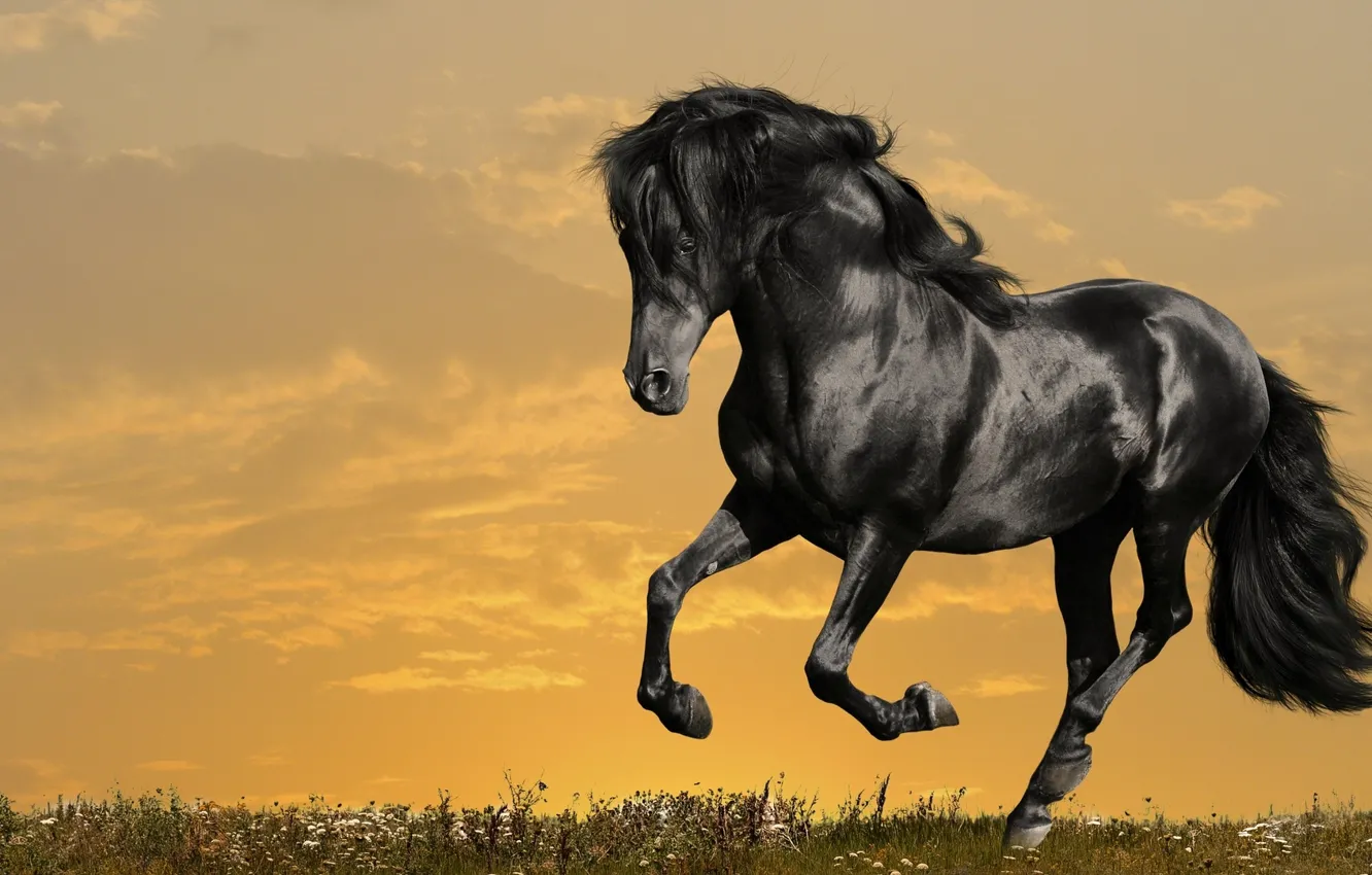 Photo wallpaper field, the sky, clouds, mane, tail, black, grass.horizon, lashed