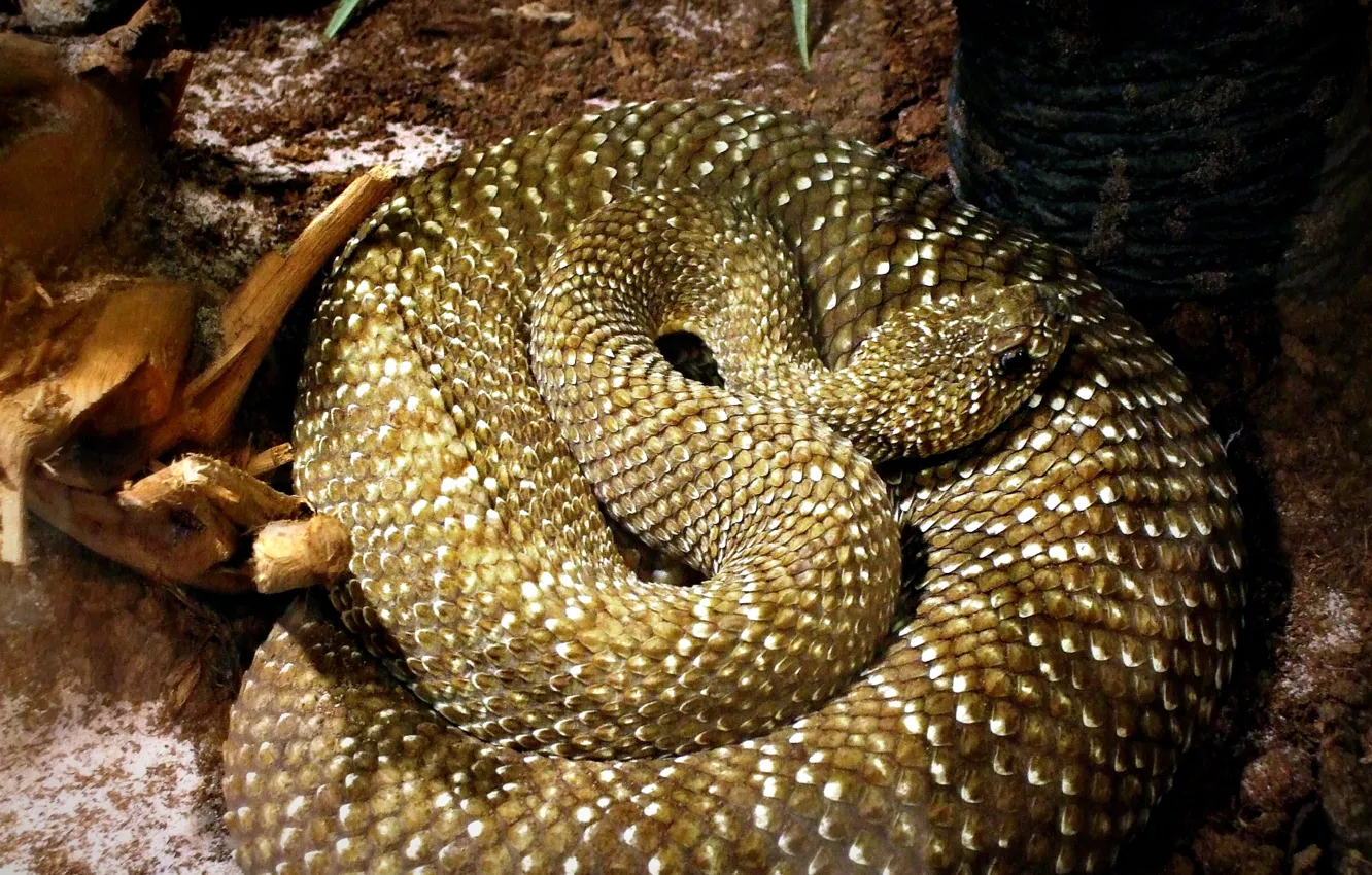 Photo wallpaper snake, scales, ring