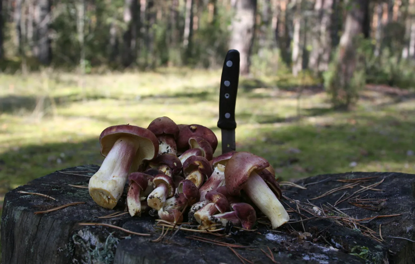 Photo wallpaper forest, macro, background, Wallpaper, mushrooms, harvest, walk