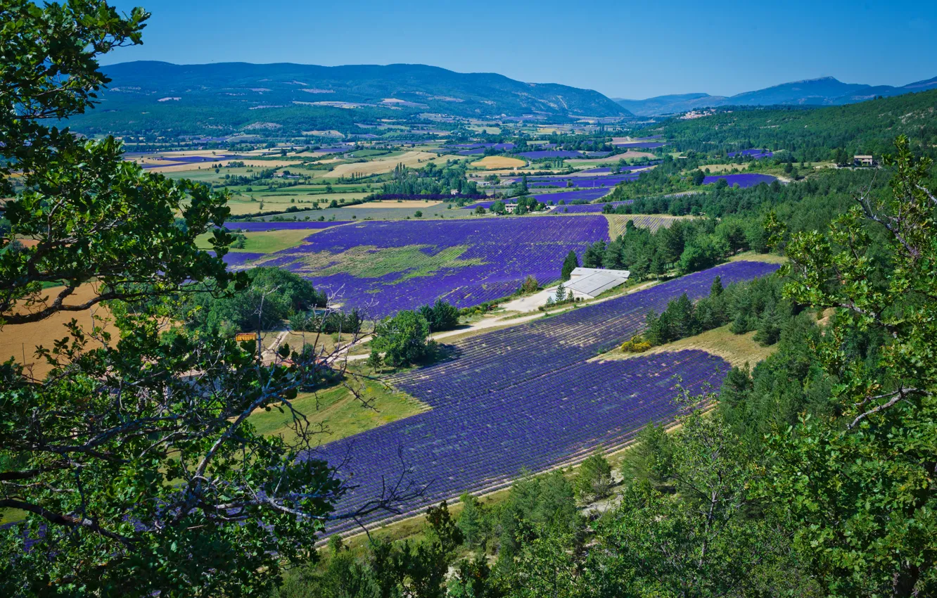 Photo wallpaper field, forest, the sky, trees, mountains, branches, blue, foliage
