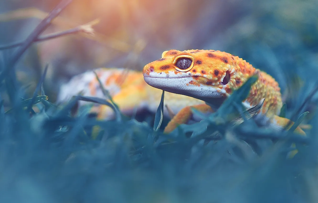 Photo wallpaper grass, look, yellow, background, lizard, bokeh, reptile