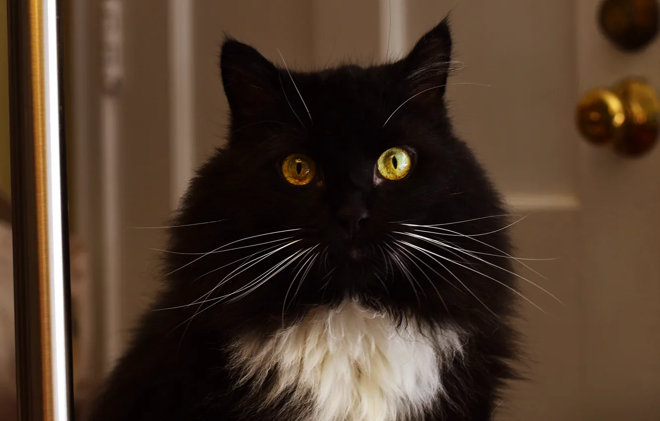 Photo wallpaper cat, cat, look, face, background, room, black, portrait