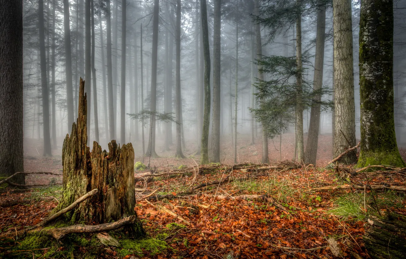 Photo wallpaper autumn, forest, fog, stump