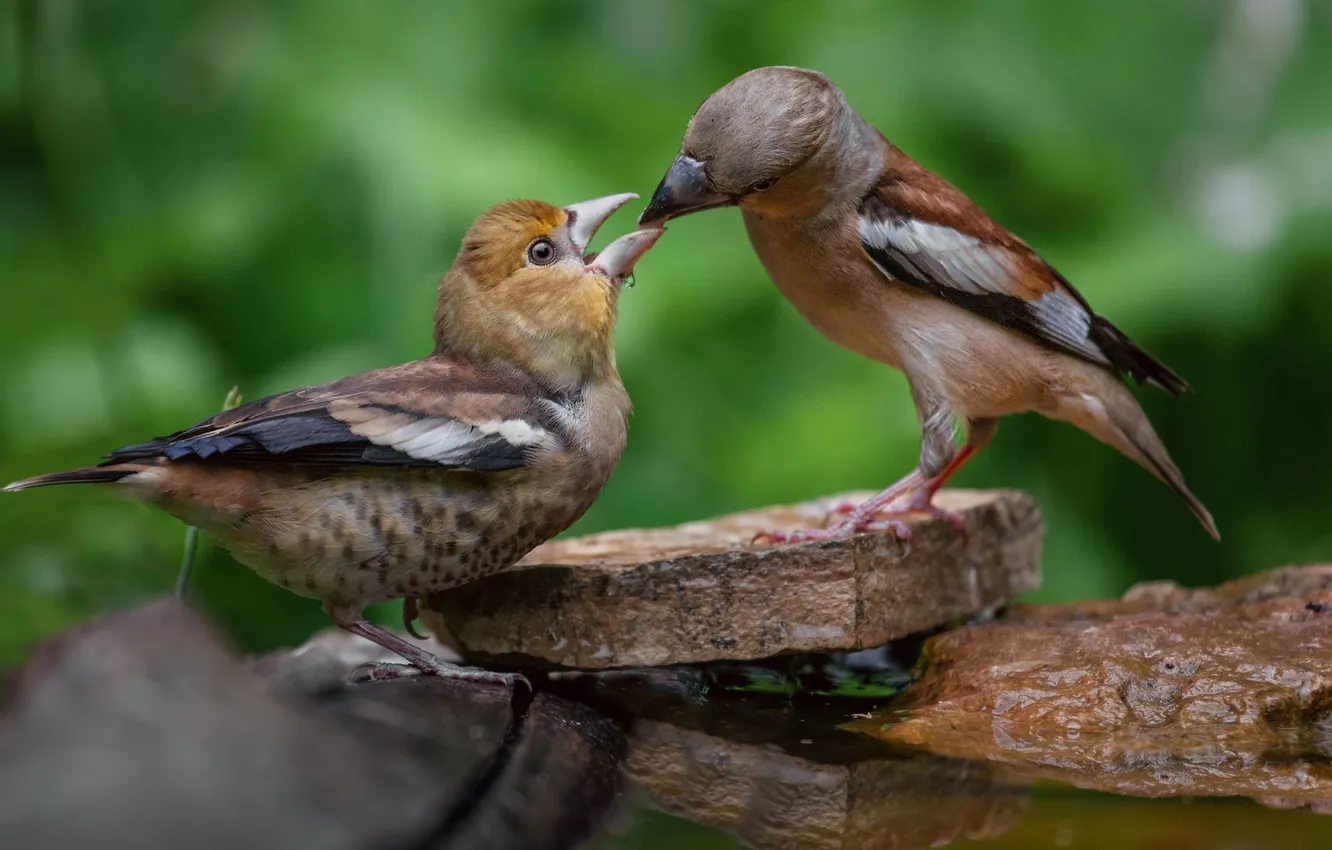 Photo wallpaper bird, two, Grosbeak, Marat Kuchkaev